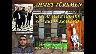 AHMET TÜRKMEN * SARI ALACA KARİYER BAĞDADI GÜVERCİN KRALLIĞI * OSMANİYE FİLO GÜVERCİN