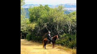 Advice on Getting a New Horse - Mt. Madonna -Marchador Cross - Copper -Gaited Horse Training