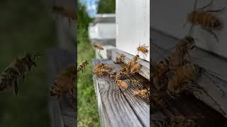 Bees in Slow Motion