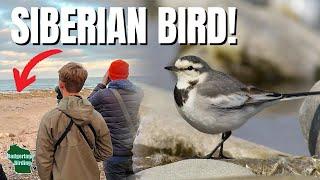 Racing Against Time to Find The Rarest Bird in Wisconsin!