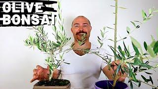 Making an Olive Bonsai Part 3 | Growing Olive Trees From Cuttings