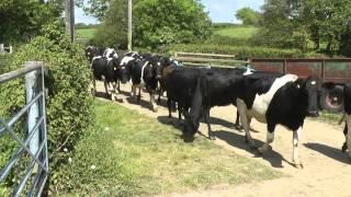 Getting 330 Cows In.  With a Tractor.