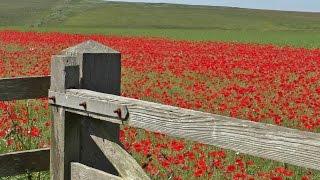 ASMR Bird Sounds Relaxation - Calming Skylark Bird Song & Beautiful Poppy Fields