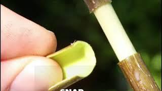 الترقيد الهوائي Propagate Fig Trees