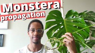 How to propagate a Swiss Cheese Plant | Monstera Deliciosa