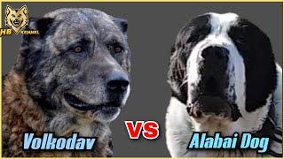 Caucasian Volkodav versus Alabai Dog | Which One is the Strongest ?