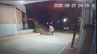 El lado B del coronavirus: el video de un Aguará Guazú de "visita" en la noche santafesina