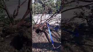 Tom's Tree Reviews - 2
