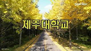 제주대학교 가을 #jejunationaluniversity #제주가을여행지