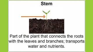 Plant Characteristics Part 1