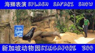 Splash Safari 新加坡动物园海狮表演2022 | 新加坡动物园游走记 | Ahmiao Tv