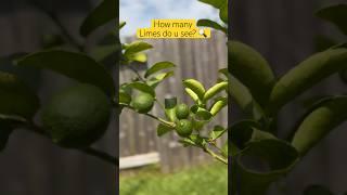 Can you count how many #limes will be harvested? #lime #garden #fruit #vines #greengarden