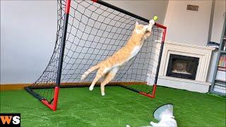 Goalkeeper Cat Got Disqualified from EURO 2024 !!