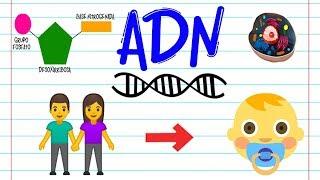 ¿Qué es el ADN?  | BIOLOGÍA |