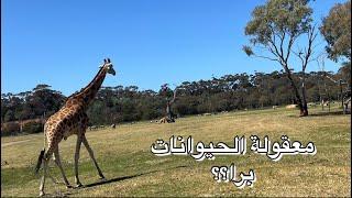 سافرنا إلى اكبر حديقة حيوان  | الحيوانات برا و نحن في القفص | Werribee zoo