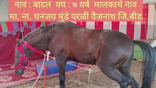 माळेगाव येथील प्रसिद्ध घोडे बाजार व घोड साहित्य विक्री | Hores Market | Malegaon Horse Market 2025.