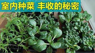 这样做, 全年都可以吃自己种的有机蔬菜了室内种菜 Growing vegetables indoor