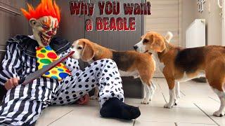 10 REASONS WHY YOU WANT A BEAGLE! Ft Louie The BEagle