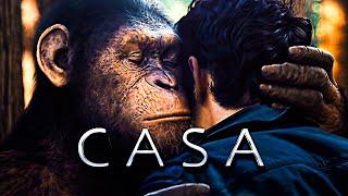 César Está Em Casa! | Planeta Dos Macacos