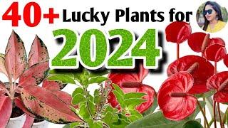 Top 40+ Lucky Plants according to Vastu Shastra | Lucky plants varieties+identification#lipshaworld