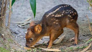 Tiny South American deer debuts at NYC Zoo