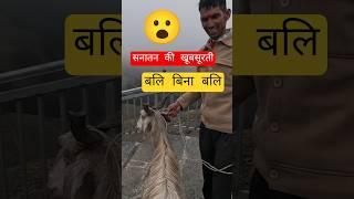 Goat Sacrifice in Shikari Mata Temple | Symbolic Sacrifice | Bali Bina Bali | Janjehli | Hinduism