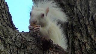 The University of North Texas (UNT) Albino Squirrel