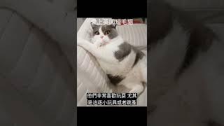 英國短毛貓短片#cat #喵星人 #可愛貓咪