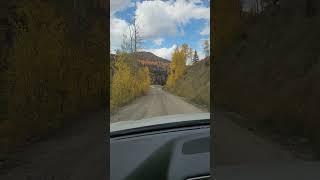 Drive through golden aspen trees