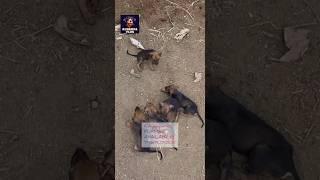 #CHIPPIPARAI #NATIVE LOVERS #kjoshvavlog #7418707003