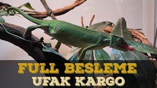 SÜRÜNGENLERİMİZİN HEPSİNİ BESLİYORUM! CANLI YEM KARGO