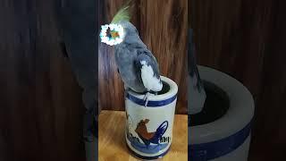 Suprise with Lulu  #birdsinging #cockatielsing #birds