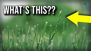 It's The WORST Time For Your Lawn...Here's Why!