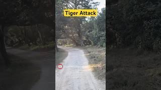 Tiger Attack  Jim Corbett National Park #shorts #jimcorbett #tiger