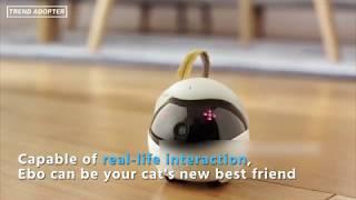 Ebo, The Smart Robot Companion for Your Cat