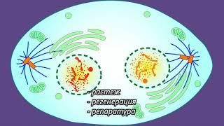 Митоза  - късо учебно видео