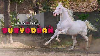 Nukra Horse I STALLION DURYODHAN I MANN HORSE PHOTOGRAPHY