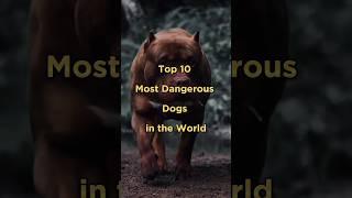 Top 10 mostDangerousDogs in the world #shorts #shortsfeed #top10 #dog #dangerous #viral