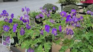 Geranium 'Rozanne' & 'Azure Rush' (Cranesbill)// 2 Outstanding, Award-Winning Perennial Groundcovers