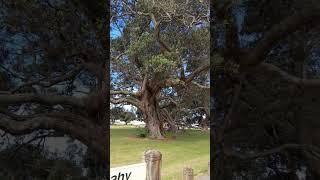 Tiki tour 11: Ohope beach & pohutukawa trees