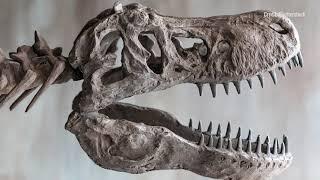 Talking About Dinosaurs With Stephen Brusatte