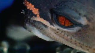 A Sticky Gecko | Space Age Reptiles | BBC Earth