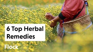 6 Popular MEDICINAL HERBAL REMEDIES Right Now — Ep. 138