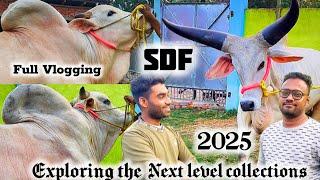 Biggest OX collections of SDF 2025 | My first Vlog of 2025 | petsdeewangi 2025 #golbari #gowalbari