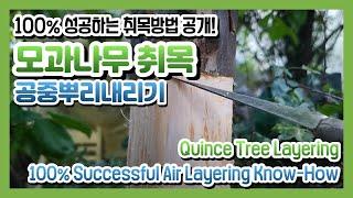 모과나무취목. 백프로 공중뿌리내리기 Quince Tree Layering 100% Successful Air Layering Know-How #quince #airlayering