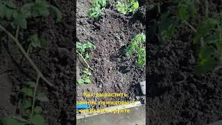 Как вырастить ранние помидоры в северных регионах