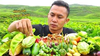 MAKAN LALAPAN MENTAH DI KEBUN TEH TERLUAS DI DUNIA