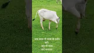 Gau mata ke darshan | Jai Gau Mata| Jai Sanatan| Saurabh keshri