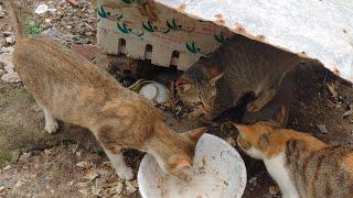 4 Cats Eating Lunch Together Peacefully - They are so cute | Viral Cat