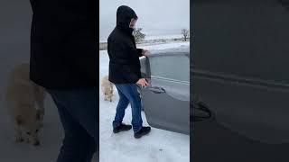 car keeps freezing in cold weather #shortsvideo